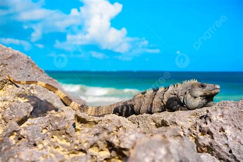 iguana (@iunixx) .